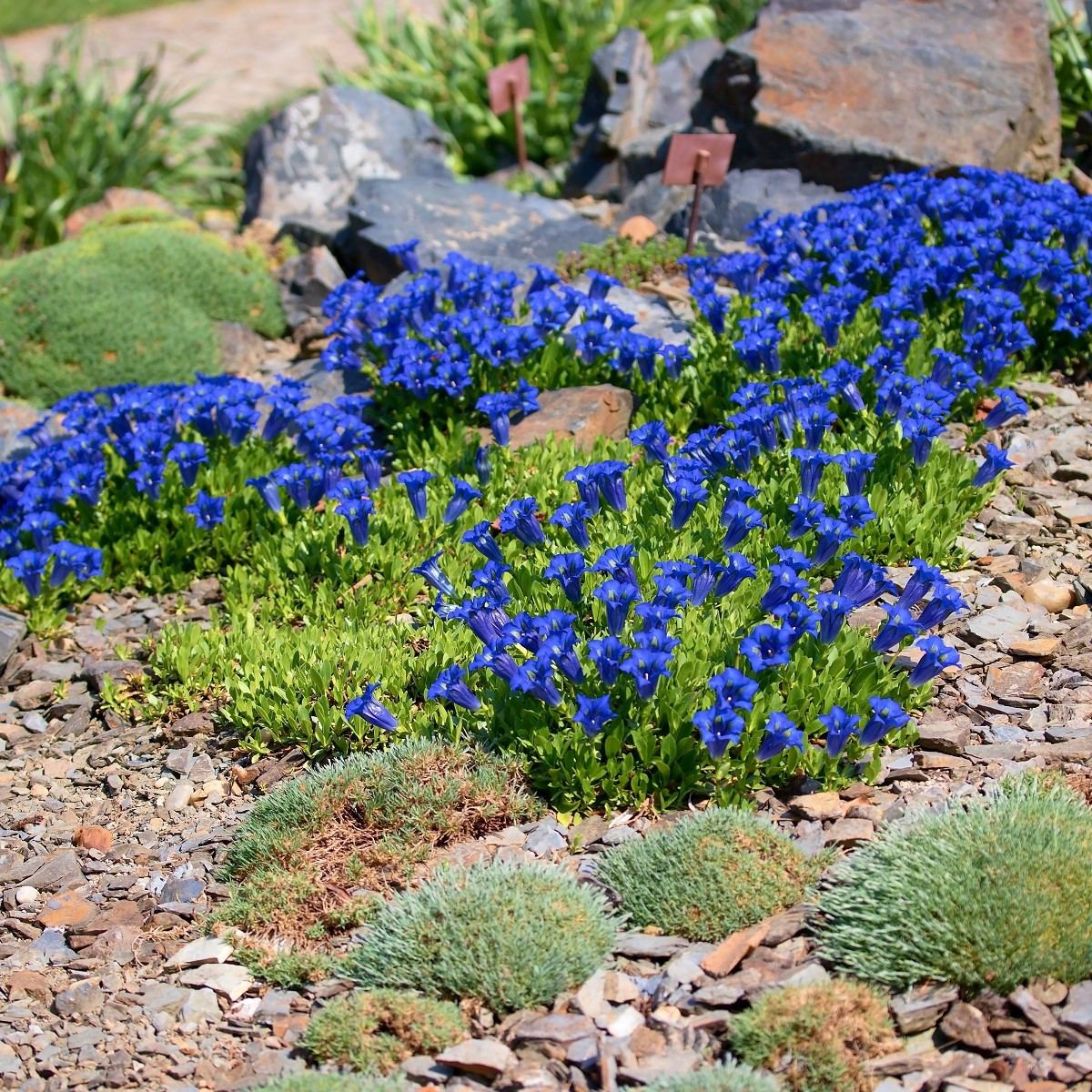 Hořec bezlodyžný - Gentiana acaulis - semena - 8 ks