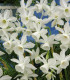 Narcis Thalia - Narcissus L. - cibuloviny - 3 ks