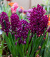 Hyacint Woodstock - Hyacinthus - cibuloviny - 1 ks