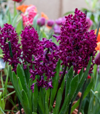 Hyacint Woodstock - Hyacinthus - cibuloviny - 1 ks
