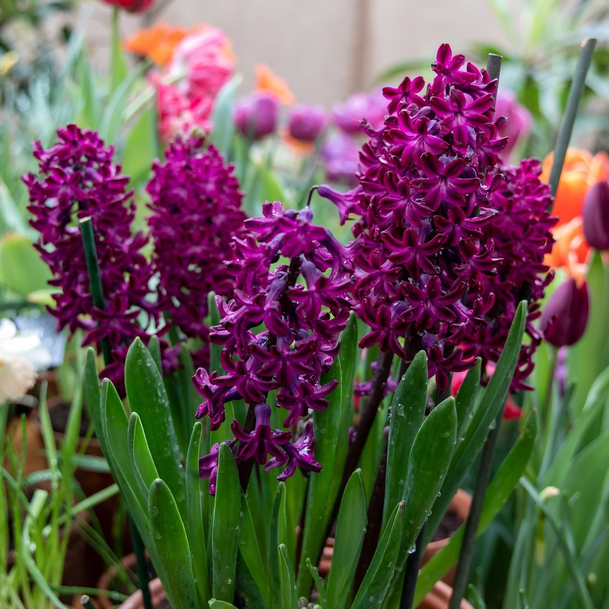 Hyacint Woodstock - Hyacinthus - cibuloviny - 1 ks