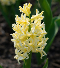 Hyacint City of Harleem - Hyacinthus orientalis - cibuloviny - 1 ks
