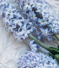 Hyacint Sky Jacket - Hyacinthus - cibuloviny - 1 ks