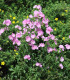 Sléz pižmový - Malva moschata - semena - 50 ks