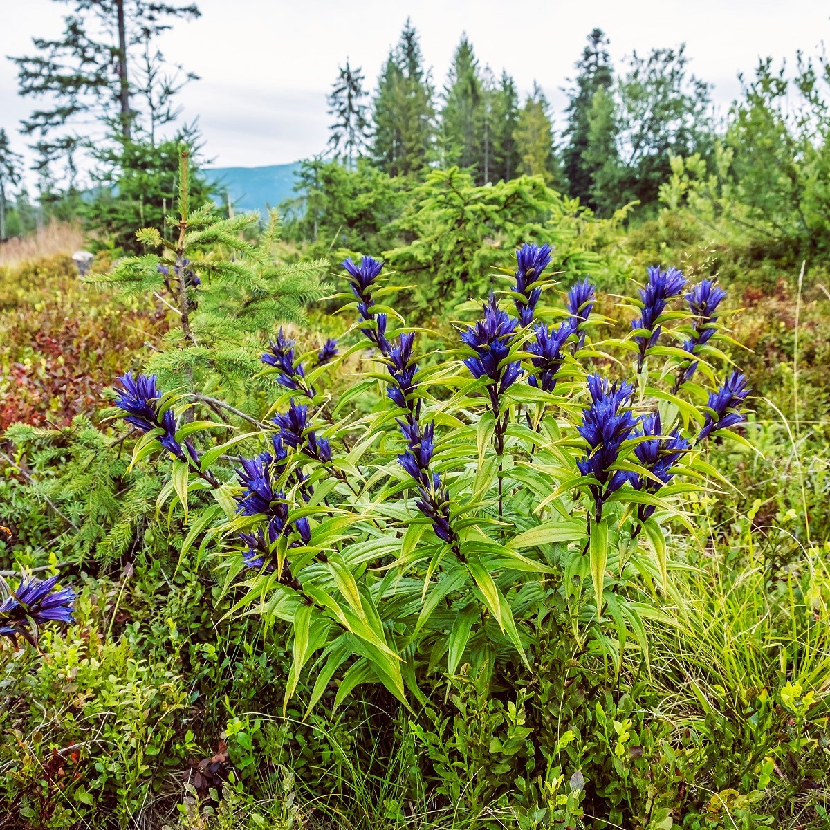 Hořec tolitovitý - Gentiana asclepiadea - semena - 10 ks