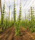 Chmel otáčivý - Humulus lupulus - semena - 8 ks