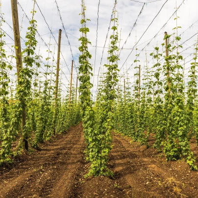 Chmel otáčivý - Humulus lupulus - semena - 20 ks