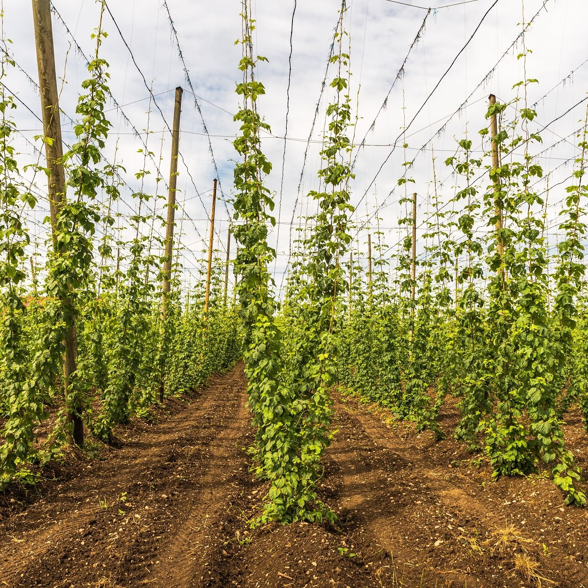 Chmel otáčivý - Humulus lupulus - semena - 20 ks