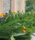 Strelície královská - Strelitzia reginae - semena - 2 ks