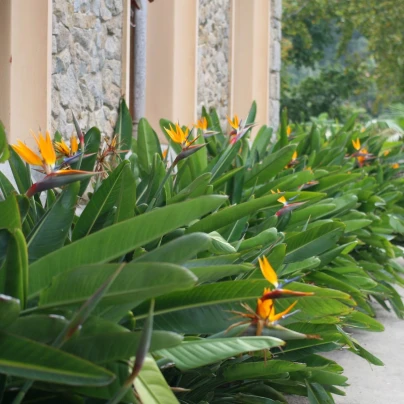 Strelície královská - Strelitzia reginae - semena - 2 ks