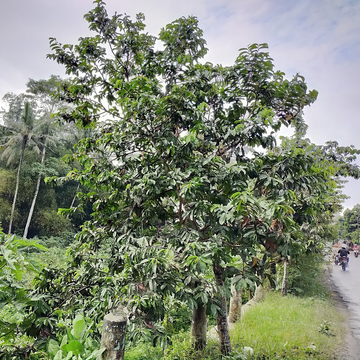 Anona ostnitá - Graviola - Annona muricata - semena - 4 ks