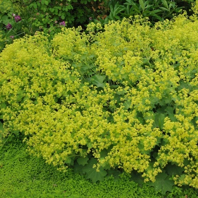 Kontryhel měkký - Alchemilla mollis - semena - 20 ks