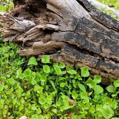 Portulák zimní - Batolka prorostlá - Claytonia perfoliata - semena - 100 ks