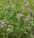 Jetel červený luční - Trifolium pratense - semena - 100 ks