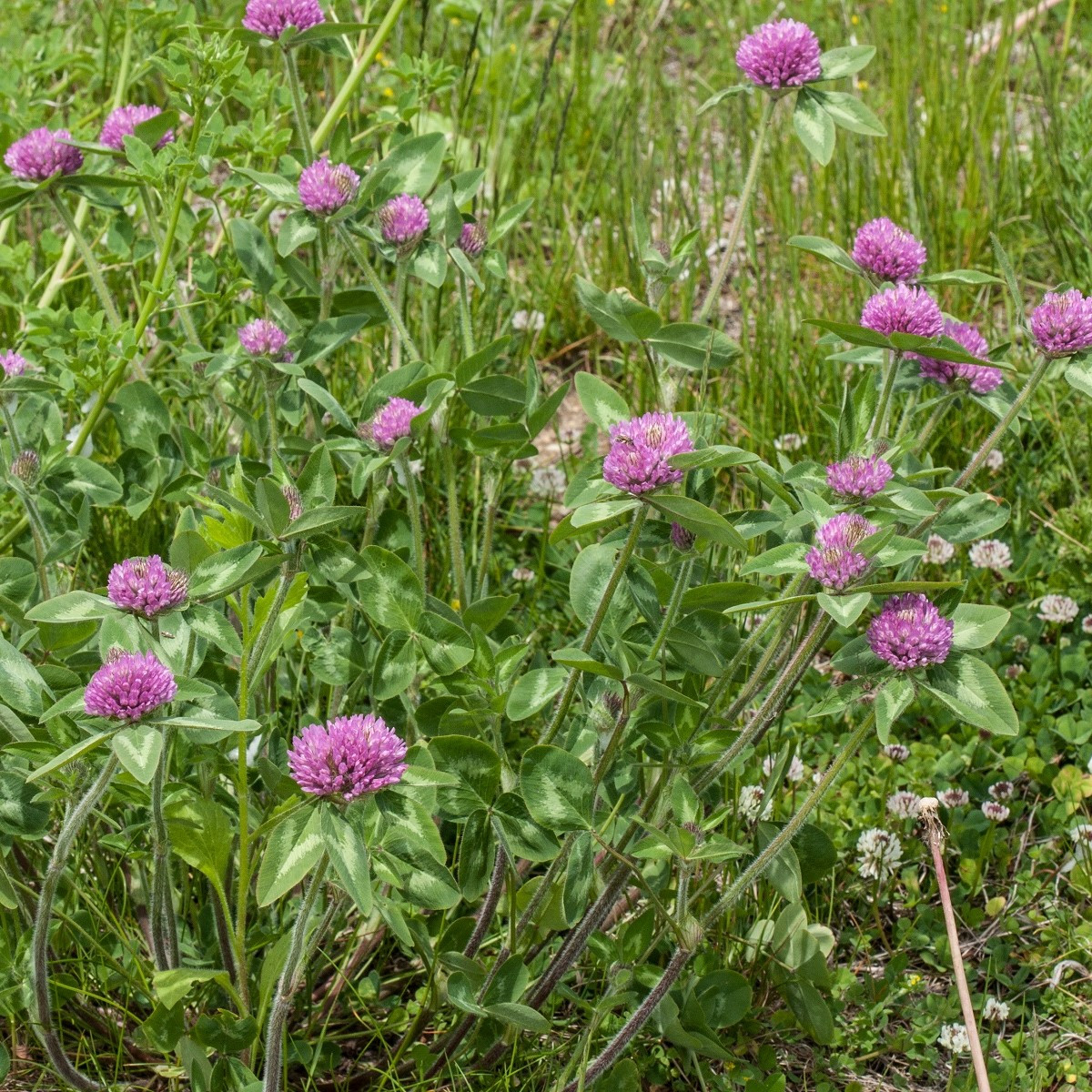 Jetel červený luční - Trifolium pratense - semena - 100 ks