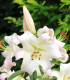 Lilie Pretty Woman - Lilium - cibuloviny - 1 ks