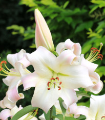 Lilie Pretty Woman - Lilium - cibuloviny - 1 ks