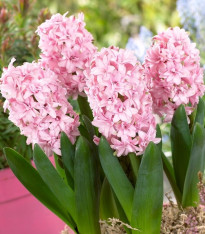 Hyacint plnokvětý Prince of Love - Hyacinthus - cibuloviny - 1 ks