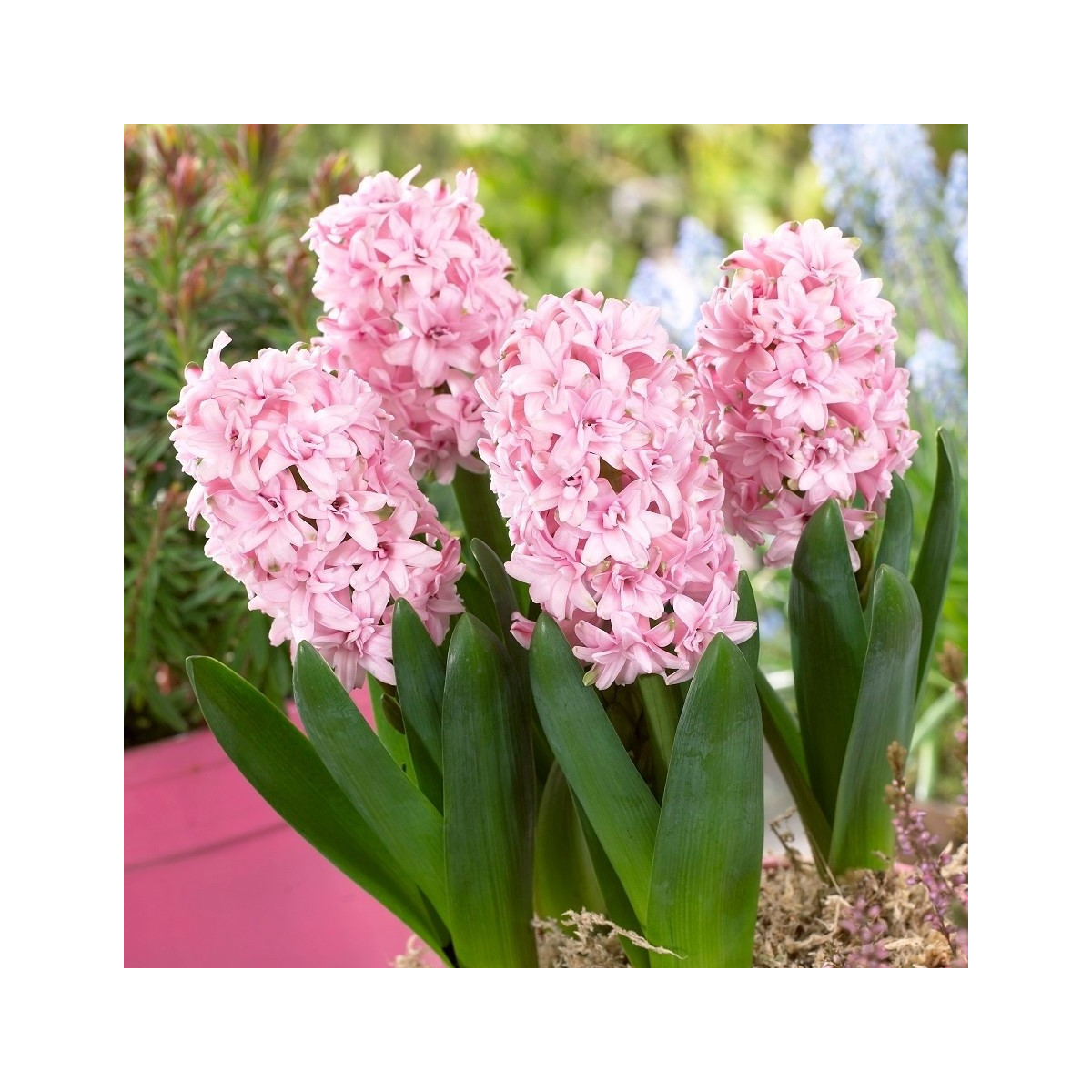 Hyacint plnokvětý Prince of Love - Hyacinthus - cibuloviny - 1 ks