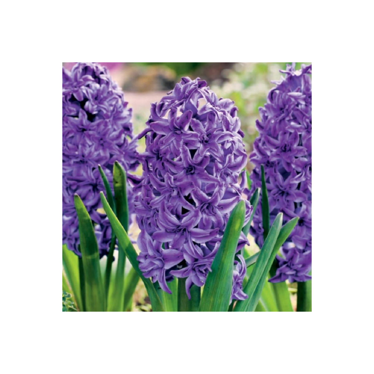 Hyacint plnokvětý Lili Purple - Hyacinthus - cibuloviny - 1 ks