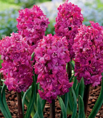 Hyacint plnokvětý Red Diamond - Hyacinthus - cibuloviny - 1 ks