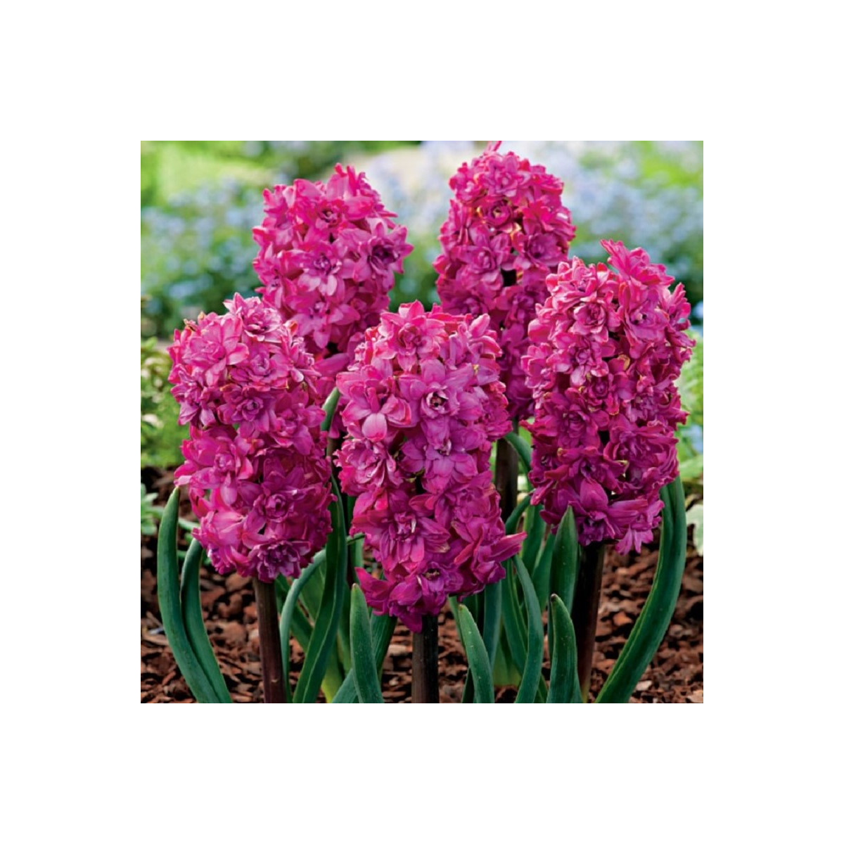 Hyacint plnokvětý Red Diamond - Hyacinthus - cibuloviny - 1 ks