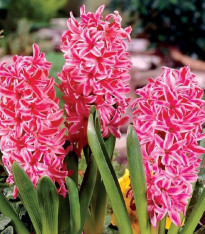 Hyacint Eros - Hyacinthus - cibuloviny - 1 ks