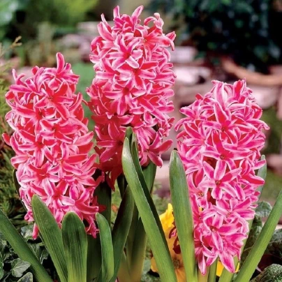 Hyacint Eros - Hyacinthus - cibuloviny - 1 ks