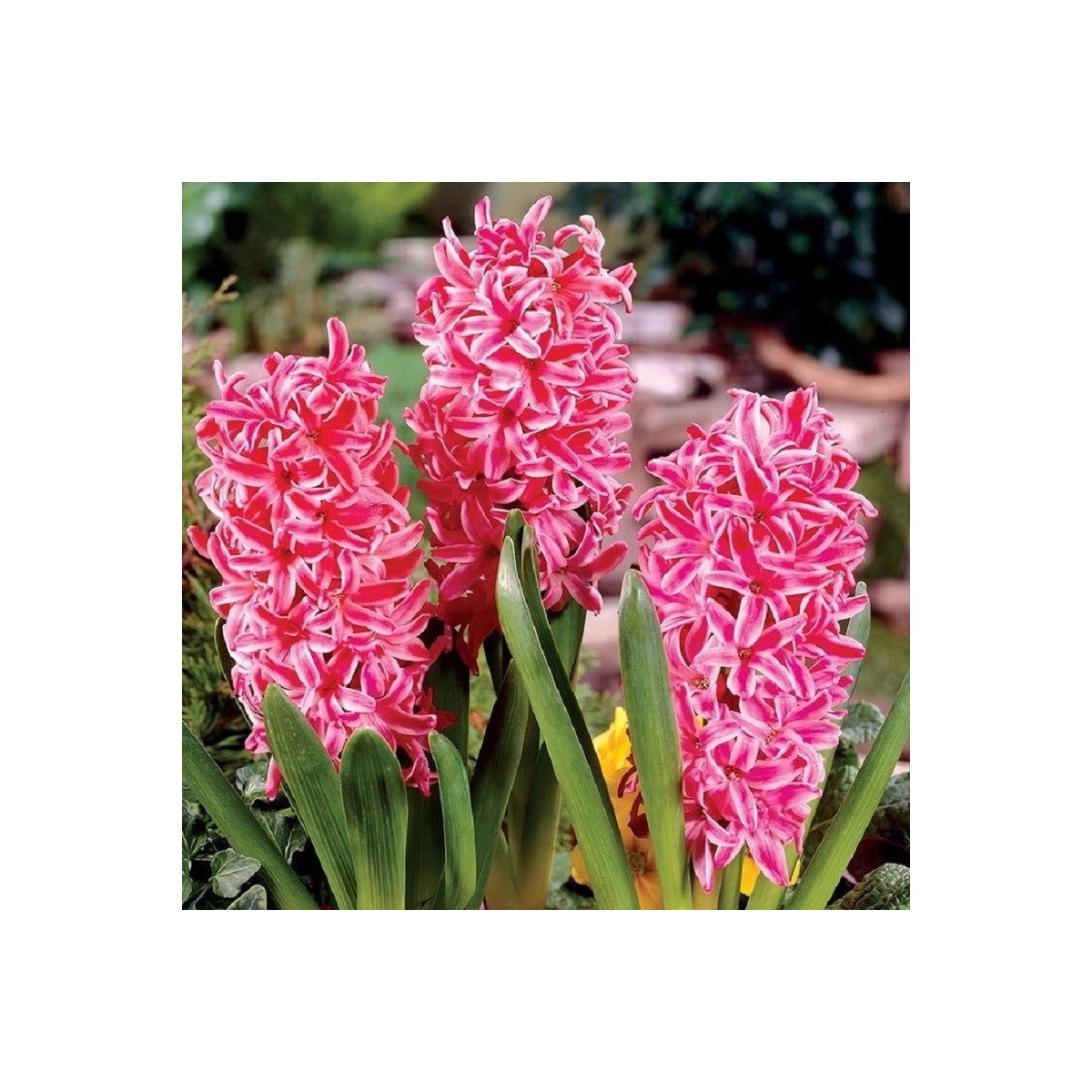 Hyacint Eros - Hyacinthus - cibuloviny - 1 ks