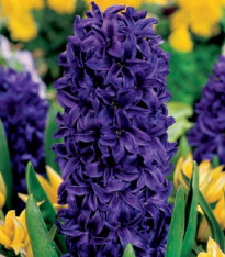 Hyacint Purple Star - Hyacinthus - cibuloviny - 1 ks