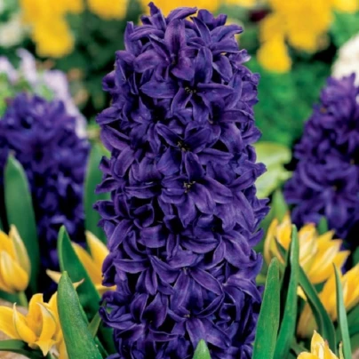 Hyacint Purple Star - Hyacinthus - cibuloviny - 1 ks