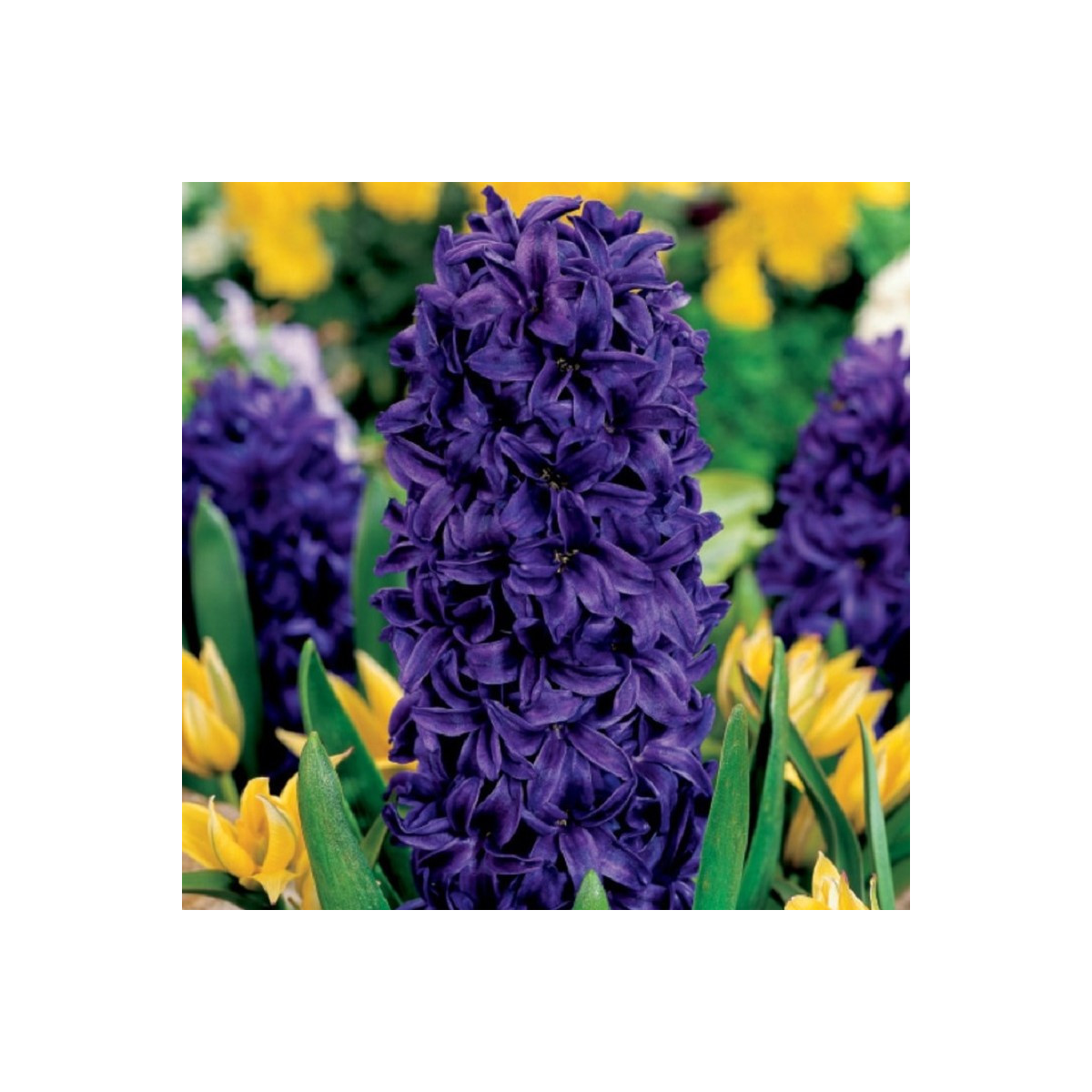 Hyacint Purple Star - Hyacinthus - cibuloviny - 1 ks