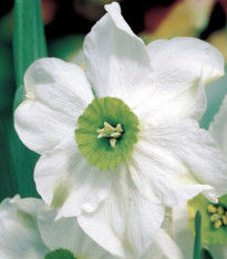 Narcis Sinopel - Narcissus - cibuloviny - 3 ks