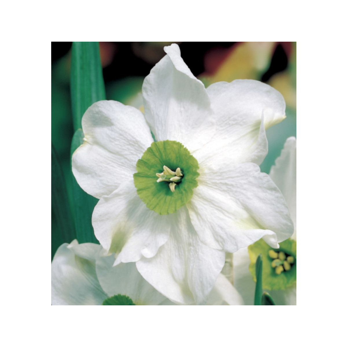 Narcis Sinopel - Narcissus - cibuloviny - 3 ks