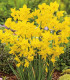 Narcis Quail - Narcissus - cibuloviny - 3 ks