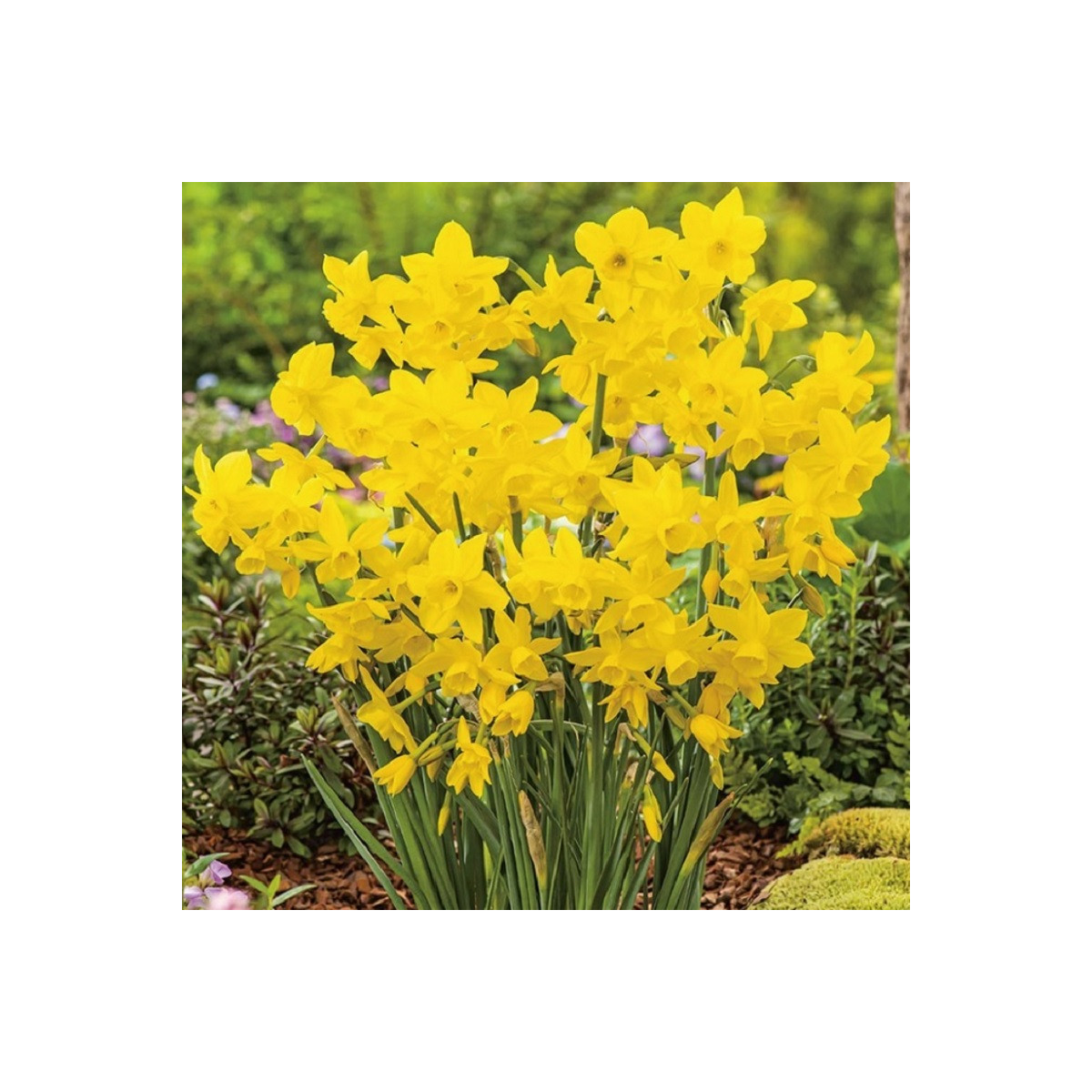 Narcis Quail - Narcissus - cibuloviny - 3 ks