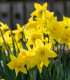 Narcis Quail - Narcissus - cibuloviny - 3 ks
