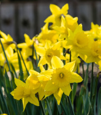 Narcis Quail - Narcissus - cibuloviny - 3 ks