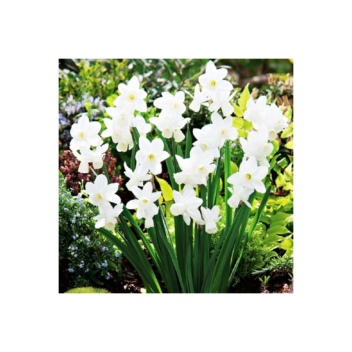 Narcis Silver Bouquet - Narcissus - cibuloviny - 3 ks
