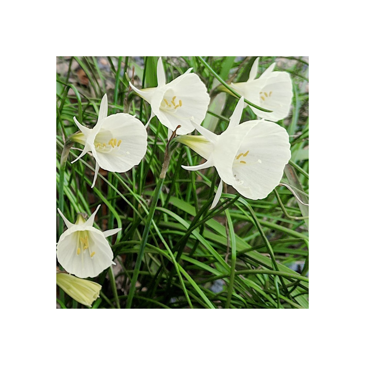 Narcis Artics bells - Narcissus bulbocodium - cibuloviny - 3 ks