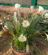 Narcis Artics bells - Narcissus bulbocodium - cibuloviny - 3 ks