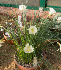 Narcis Artics bells - Narcissus bulbocodium - cibuloviny - 3 ks