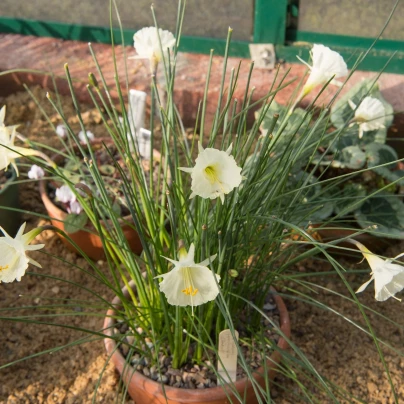 Narcis Artics bells - Narcissus bulbocodium - cibuloviny - 3 ks