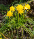 Narcis Golden bells - Narcissus bulbocodium - cibuloviny - 3 ks