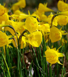 Narcis Golden bells – Narcissus bulbocodium – cibulky narcisu