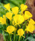 Narcis Golden bells - Narcissus bulbocodium - cibuloviny - 3 ks