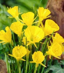 Narcis Golden bells - Narcissus bulbocodium - cibuloviny - 3 ks