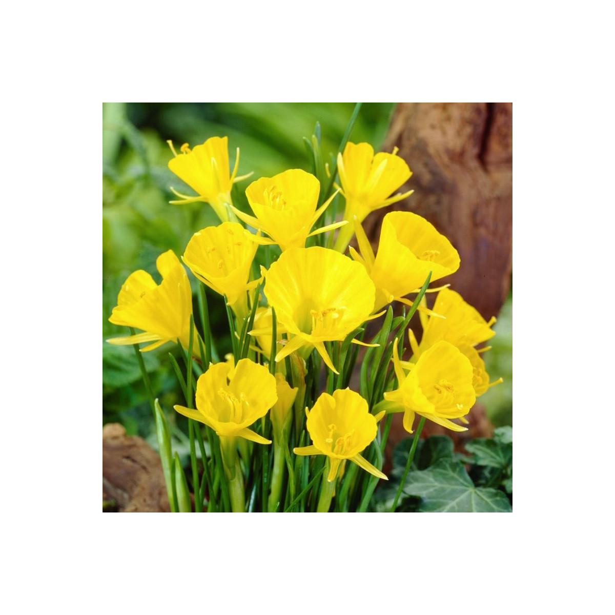 Narcis Golden bells - Narcissus bulbocodium - cibuloviny - 3 ks