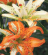 Lilie Must See - Lilium - cibuloviny - 1 ks