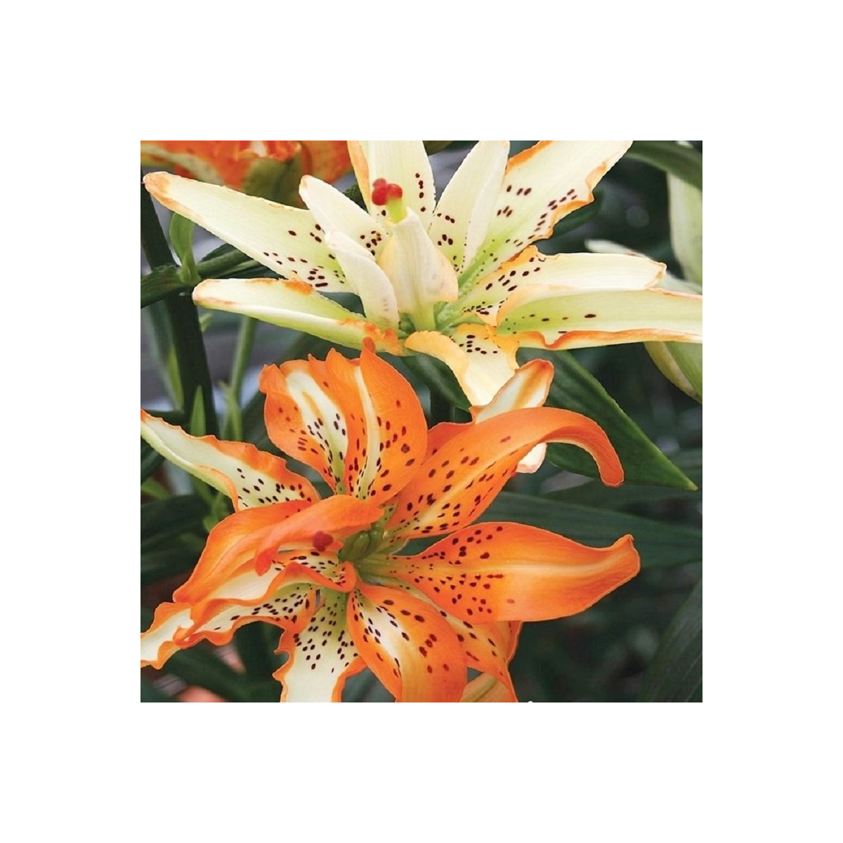 Lilie Must See - Lilium - cibuloviny - 1 ks